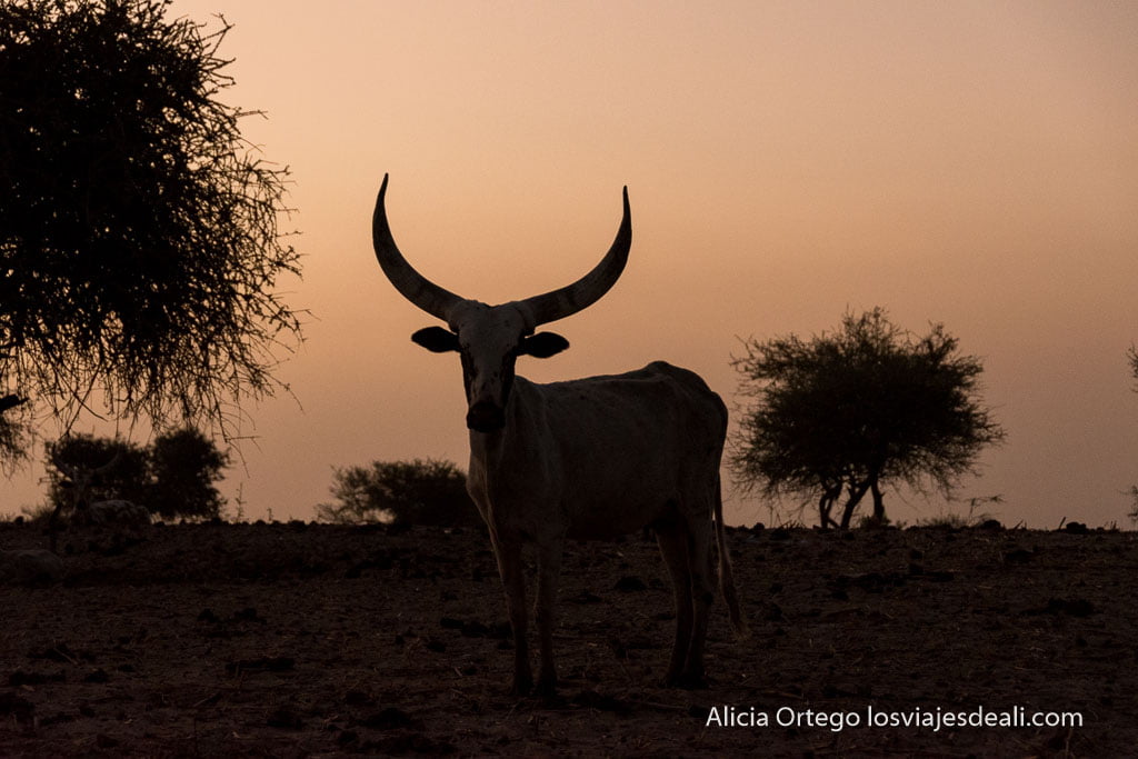 cow of the kanembou, one of the peoples and nomads of lake chad