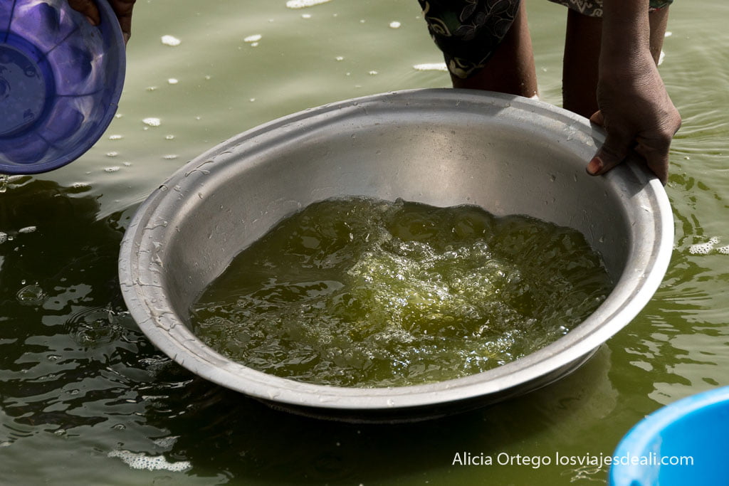 bucket with green water due to the presence of spirulina