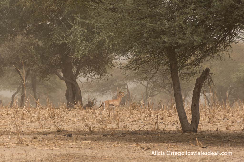 thompson gazelle among acacias