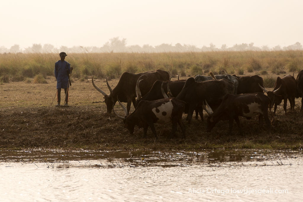 pastor wodaabe de chad con sus vacas junto a un río