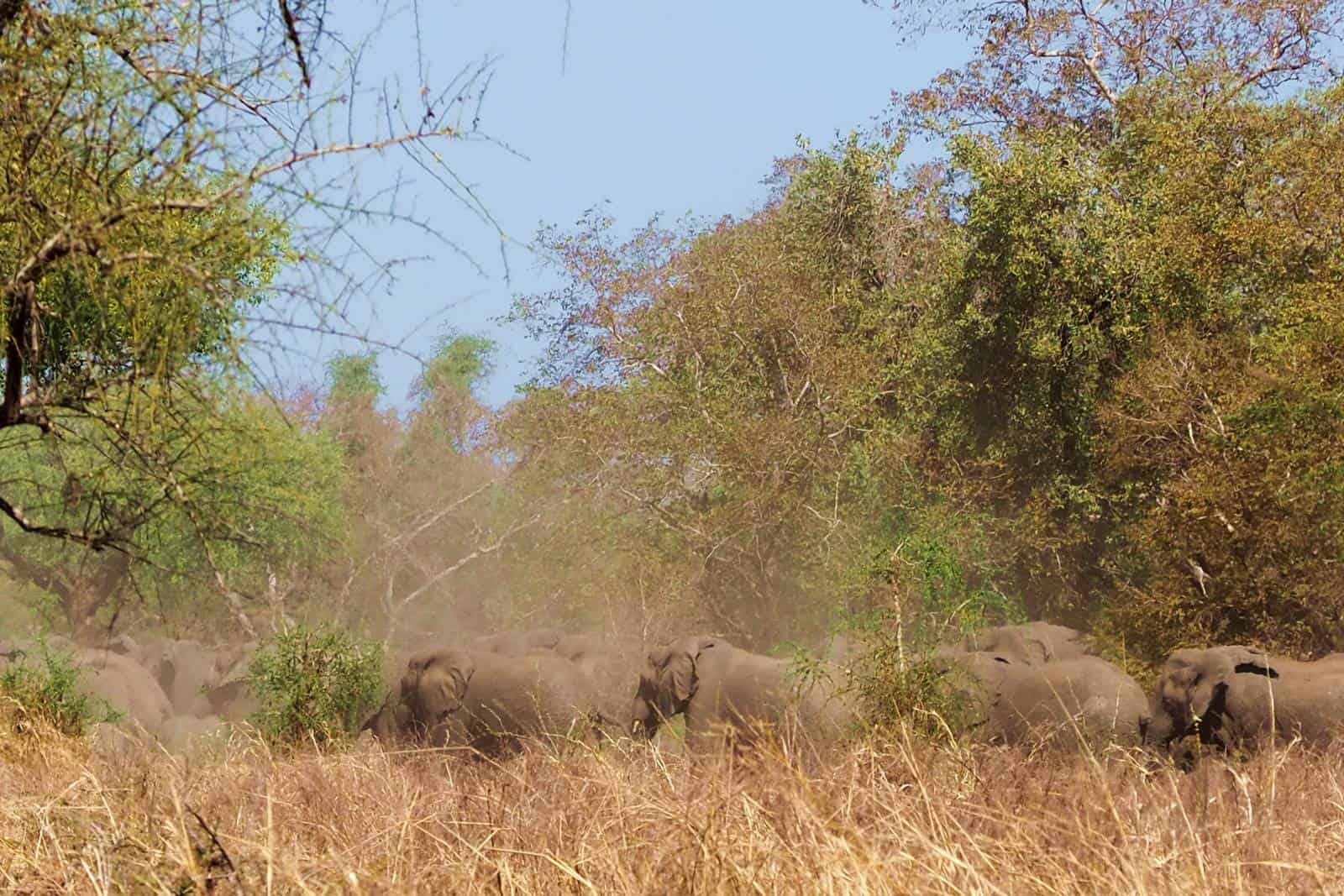 Parc National Zakouma