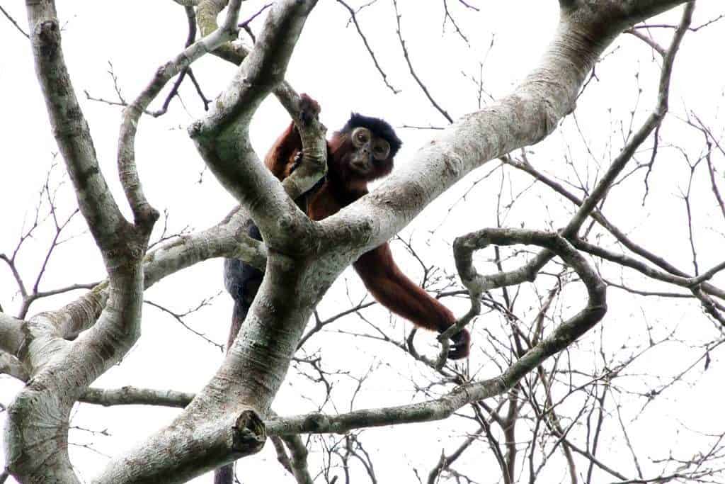 Red colobus en Tiwai Island