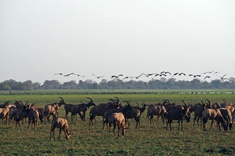 Parc National de Zakouma