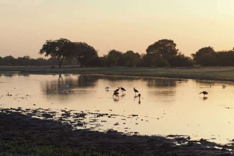 Parque Nacional de Zakouma