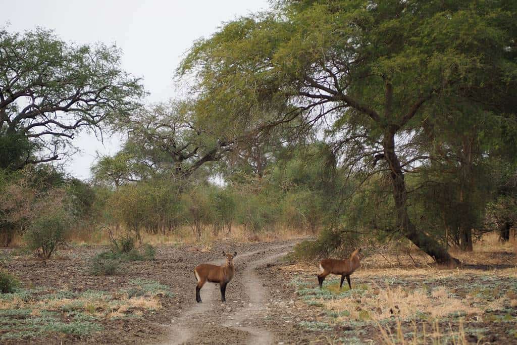Zakouma National Park