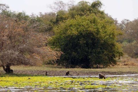 Zakouma National Park
