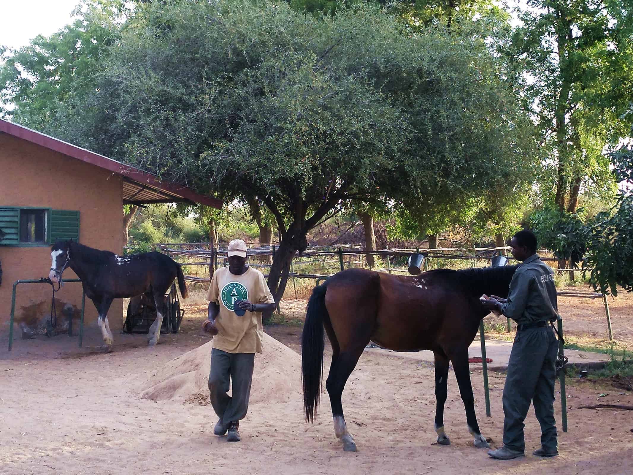 Zakouma horses rangers