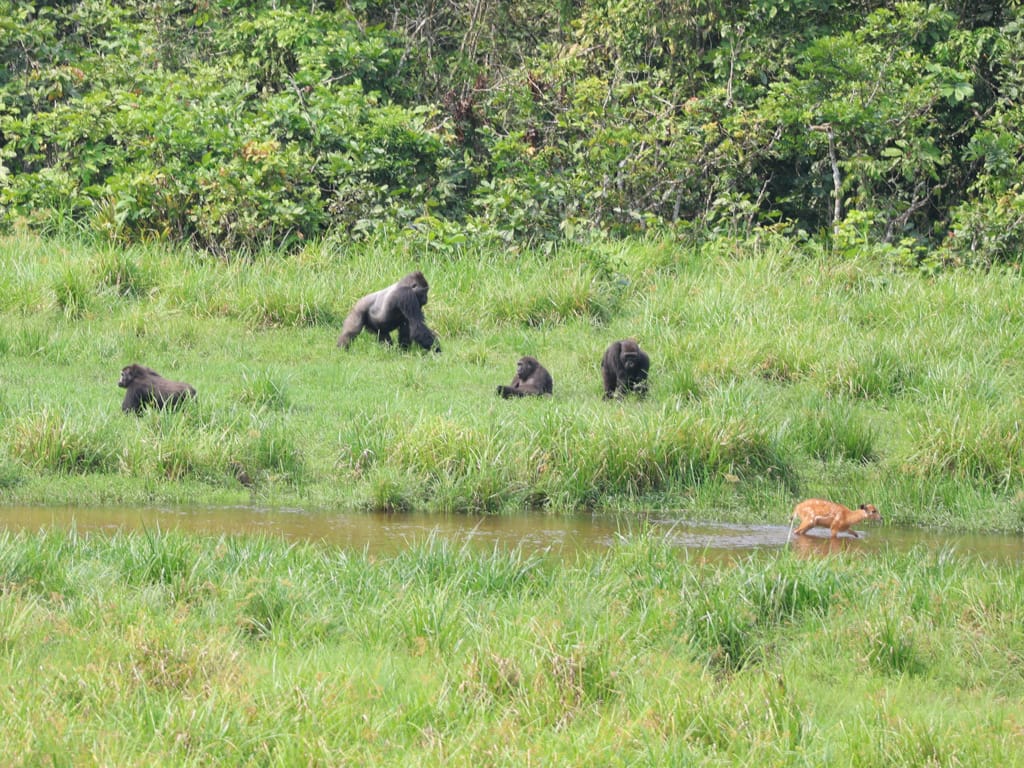 Langoue Bai Gabon