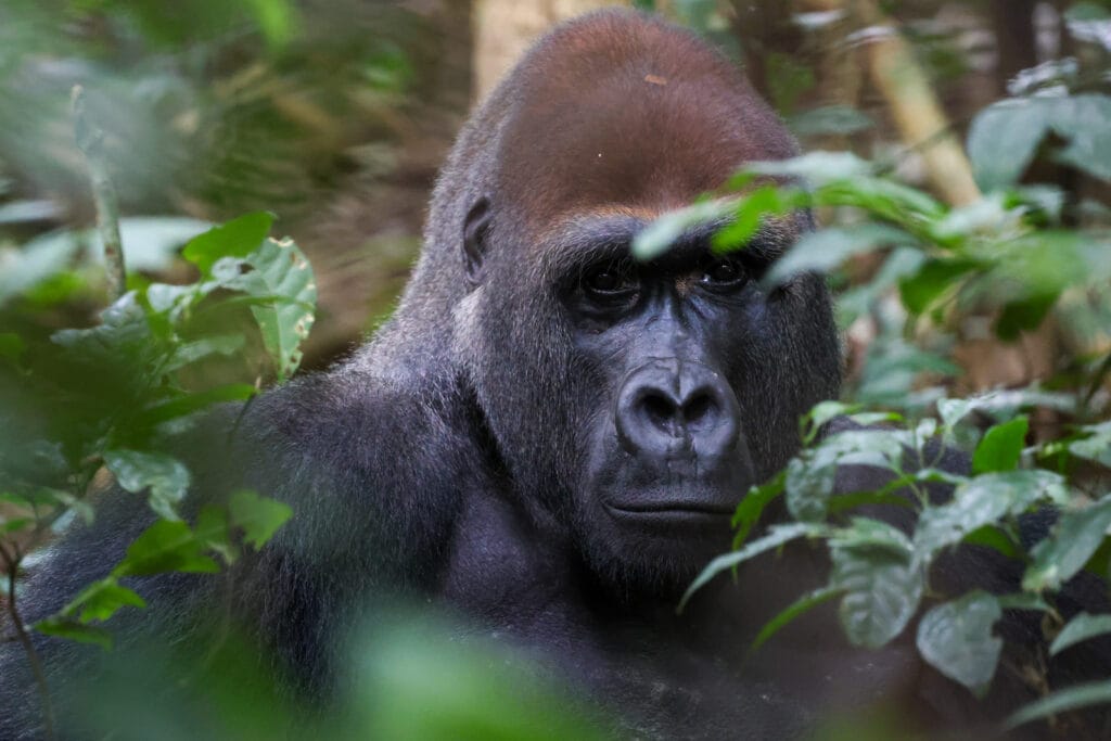 Viaje a Republica de Congo