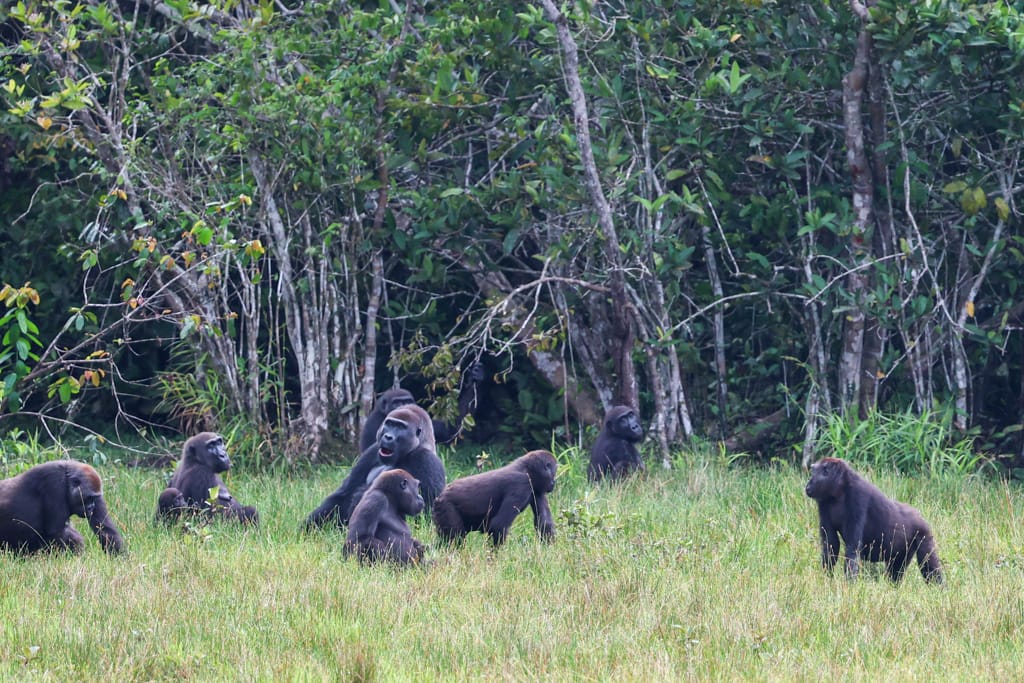 Lowland gorillas
