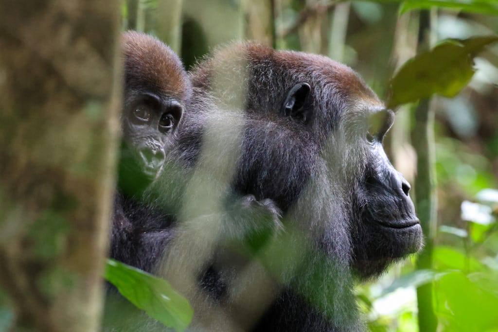 Gorillas in Dzanga Sangha