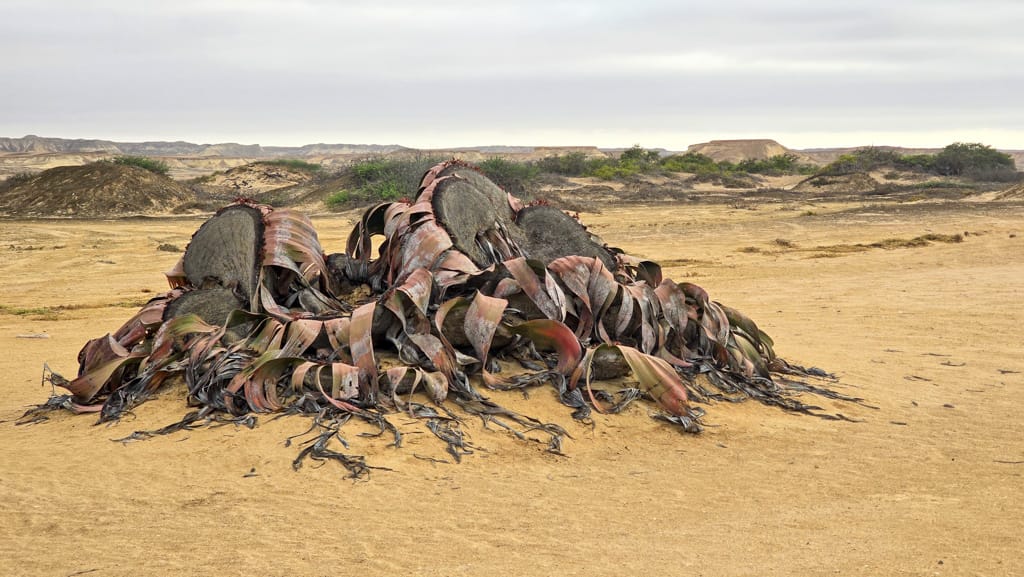 welwitschia