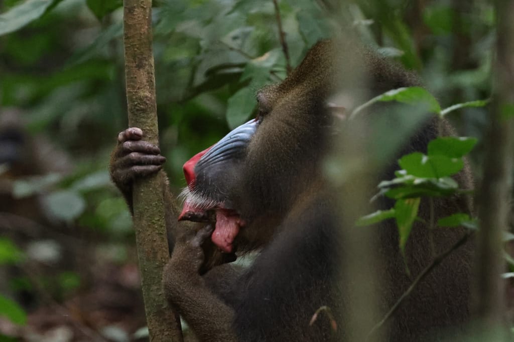 Mandrills in Lope