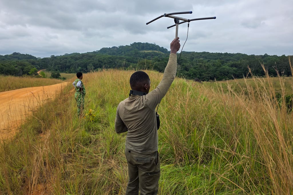 Mandrill Tracking