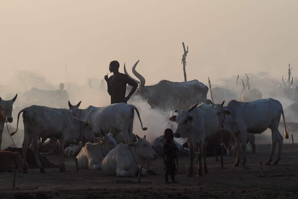 Mundari cattle camps