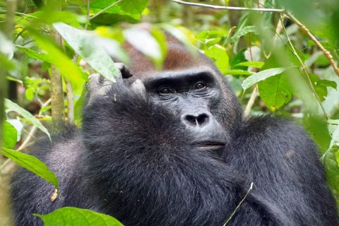 Donde ver gorilas en Africa