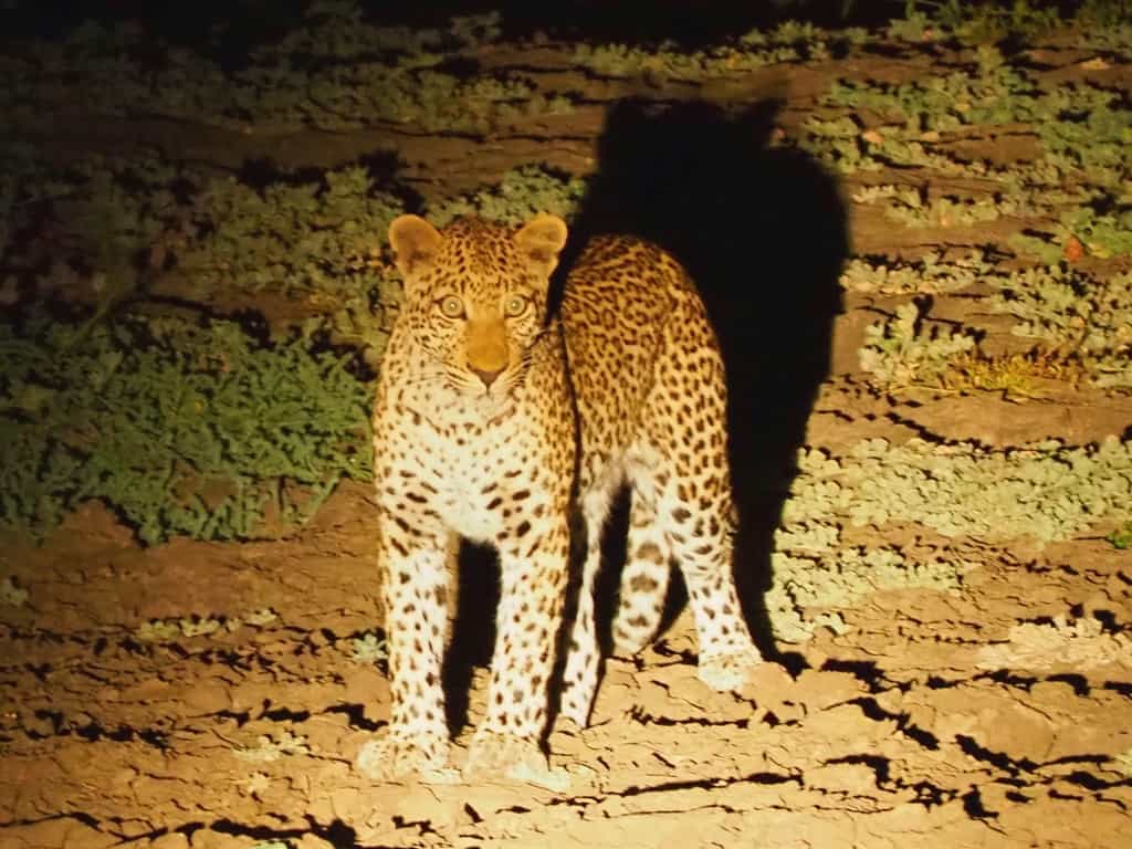 Safari nocturno en Zakouma
