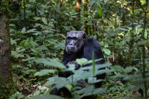 Chimpances Africa Occidental